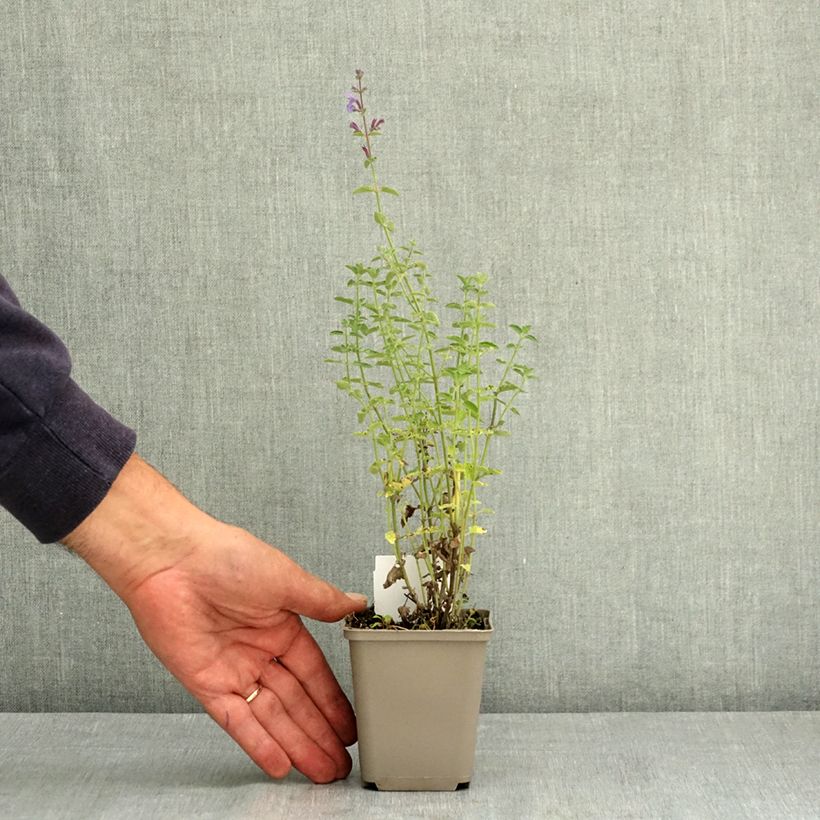 Amostra de Nepeta faassenii Six Hills Giant Vaso de 8/9 cm tal como entregue no verão