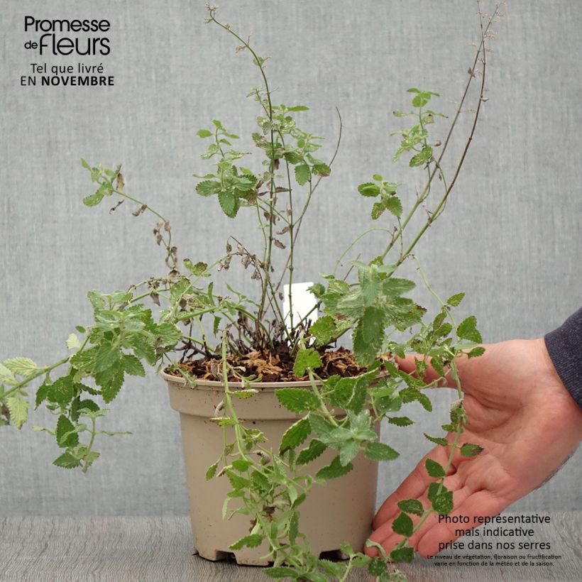 Amostra de Nepeta faassenii Walkers Low Vaso de 2 L/3 L tal como entregue no outono