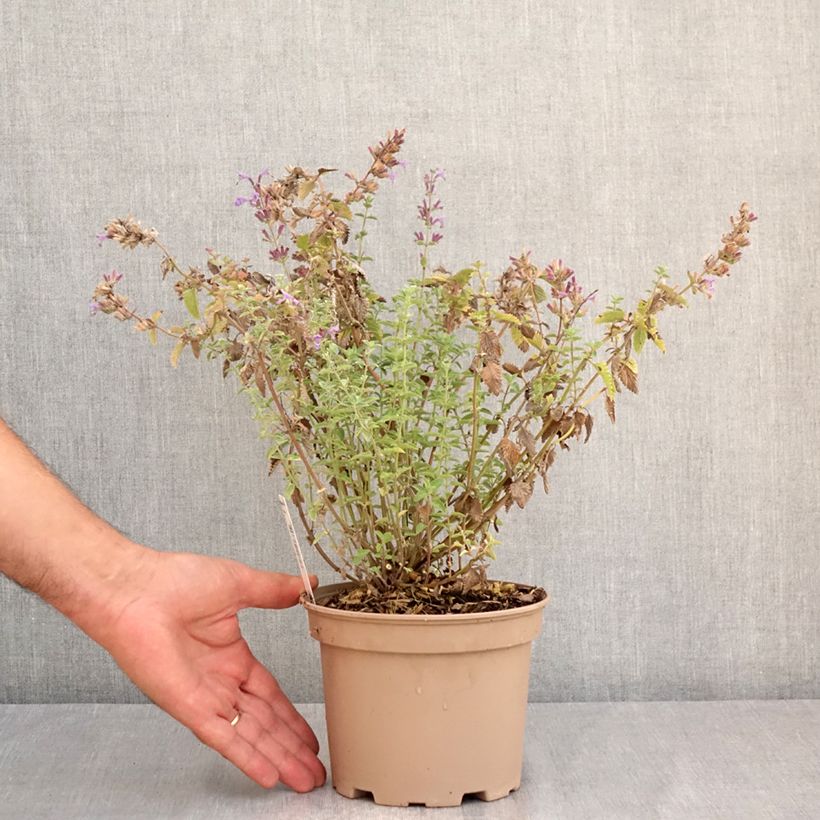 Amostra de Nepeta faassenii Walkers Low Vaso de 2 L/3 L tal como entregue no verão