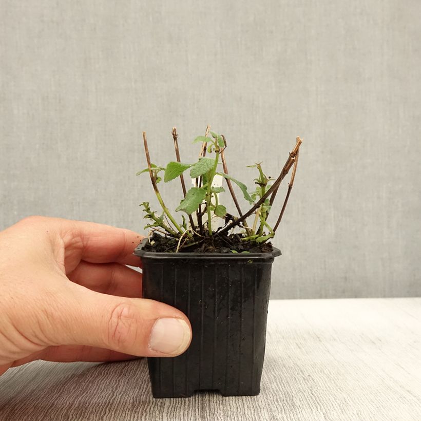 Amostra de Nepeta grandiflora Bramdean Vaso de 8/9 cm tal como entregue no outono