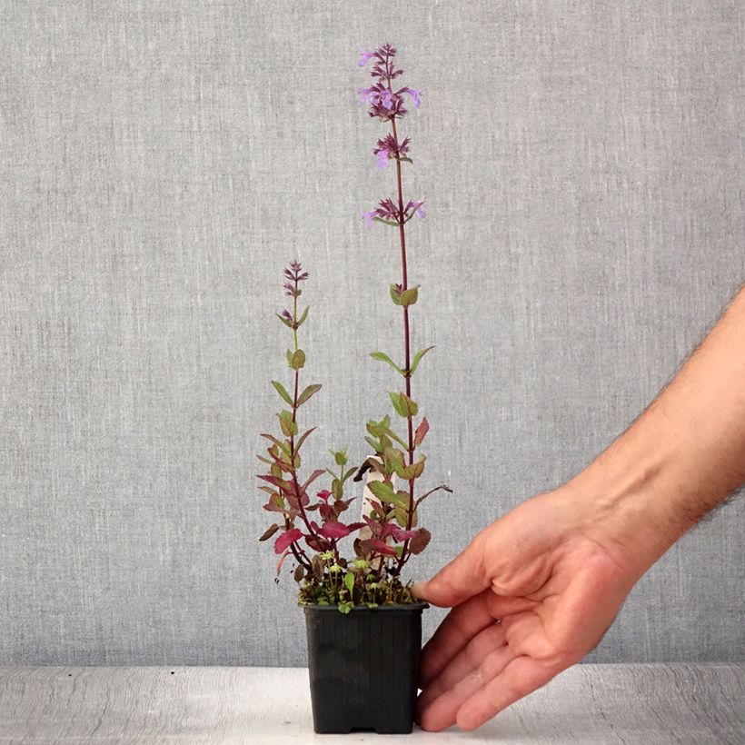 Amostra de Nepeta grandiflora Bramdean Vaso de 8/9 cm tal como entregue no verão