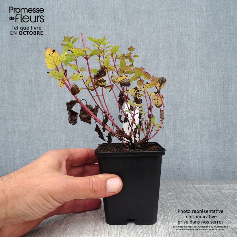 Amostra de Nepeta grandiflora Dawn to Dusk Vaso de 8/9 cm tal como entregue no outono