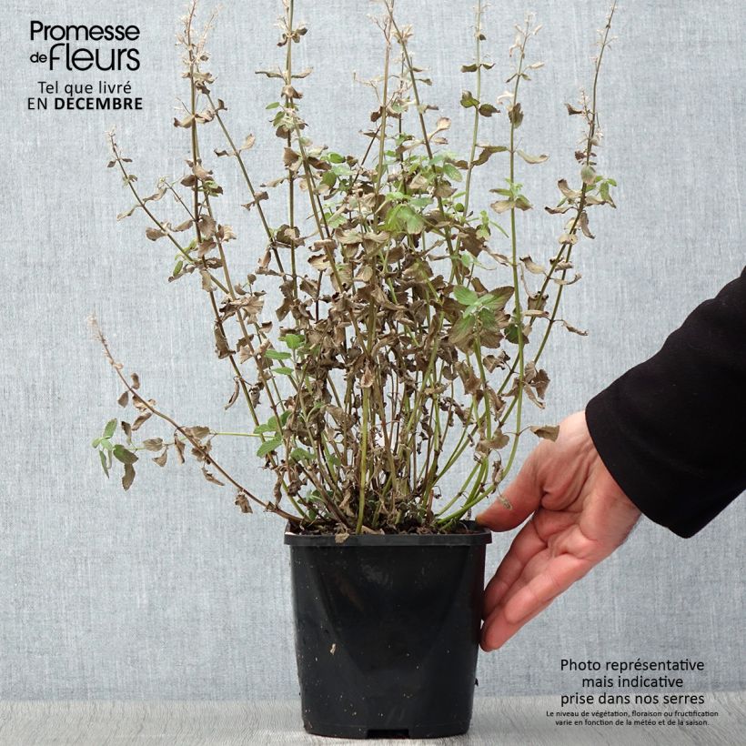 Amostra de Nepeta grandiflora Summer Magic Pot de 2L/3L tal como entregue no outono