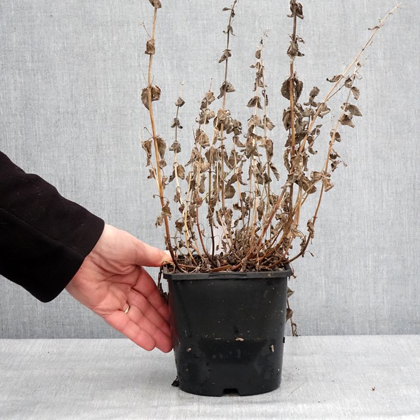 Amostra de Nepeta grandiflora Summer Magic Vaso de 2 L/3 L tal como entregue no inverno