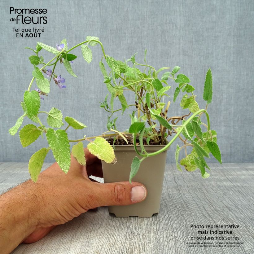 Amostra de Nepeta grandiflora Wild Cat Vaso de 8/9 cm tal como entregue no verão