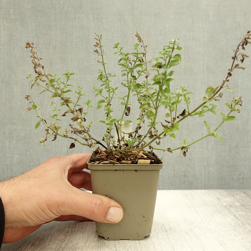 Amostra de Nepeta faassenii Kit Cat Vaso de 8/9 cm tal como entregue no outono