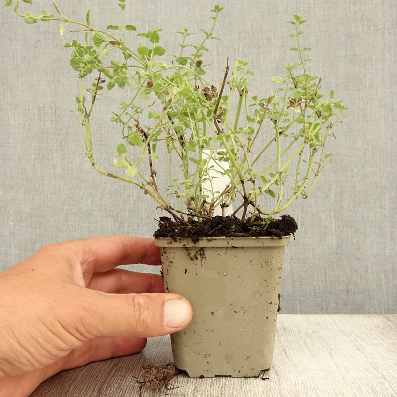 Amostra de Nepeta faassenii Kit Cat Vaso de 8/9 cm tal como entregue no verão