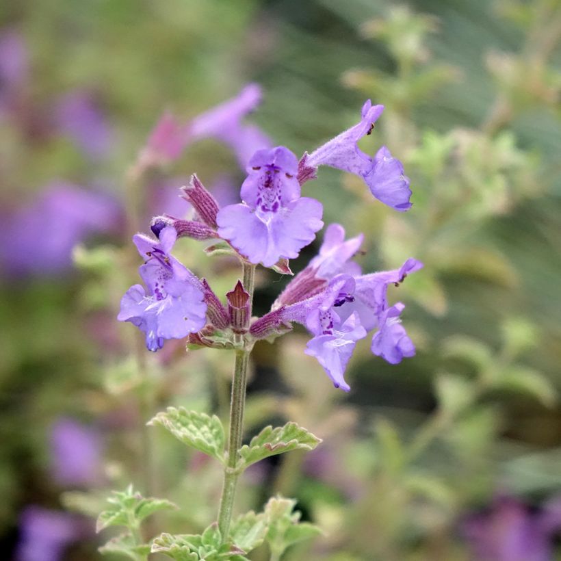 Nepeta faassenii Kit Cat (Floração)