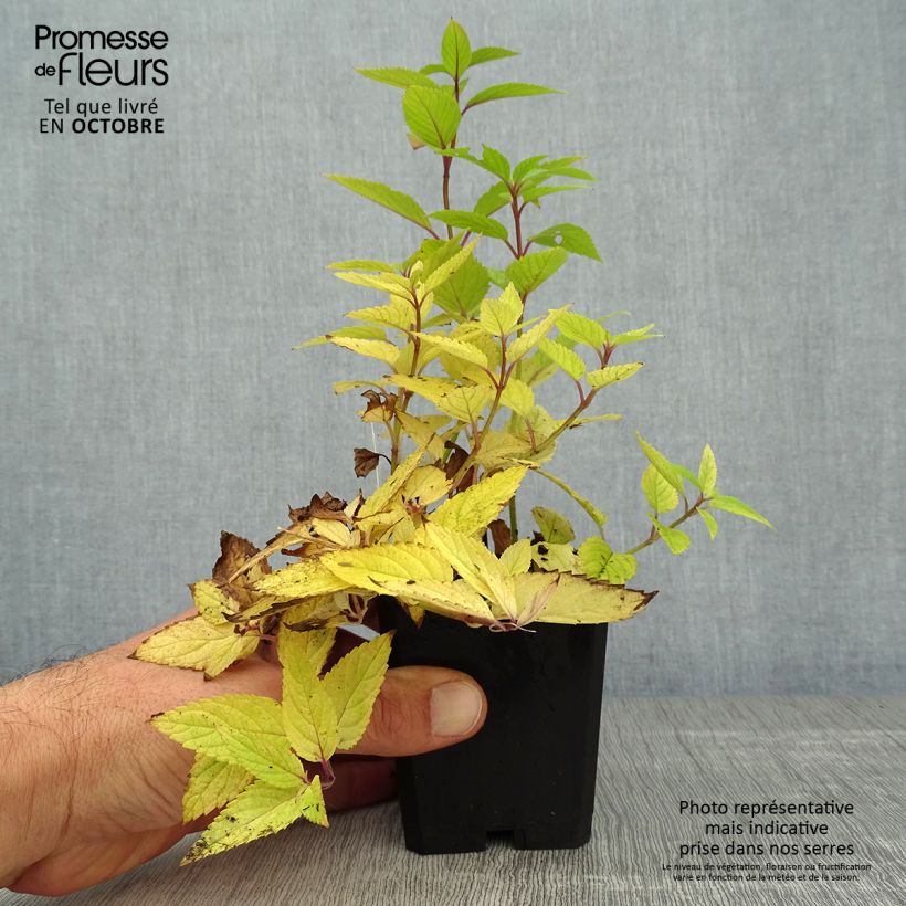 Amostra de Nepeta manchuriensis Manchu Blue Vaso de 8/9 cm tal como entregue no outono