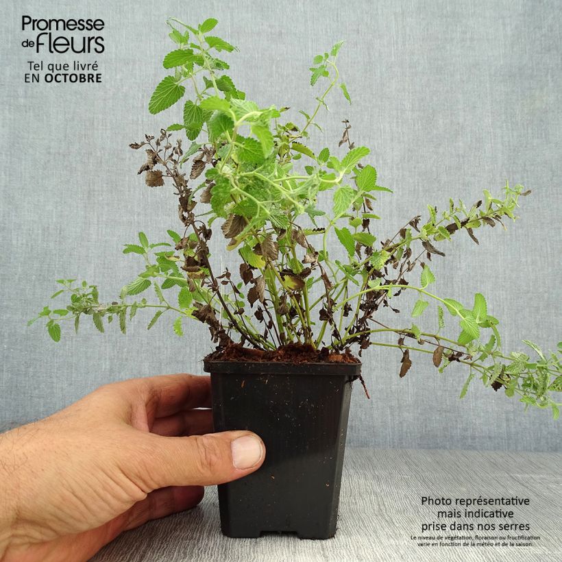 Amostra de Nepeta mussini - Erva-dos-gatos Vaso de 8/9 cm tal como entregue no outono