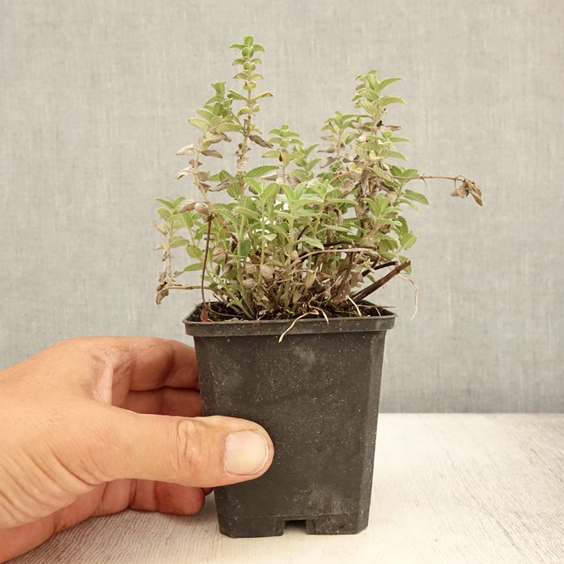 Amostra de Nepeta mussini - Erva-dos-gatos Vaso de 8/9 cm tal como entregue no verão