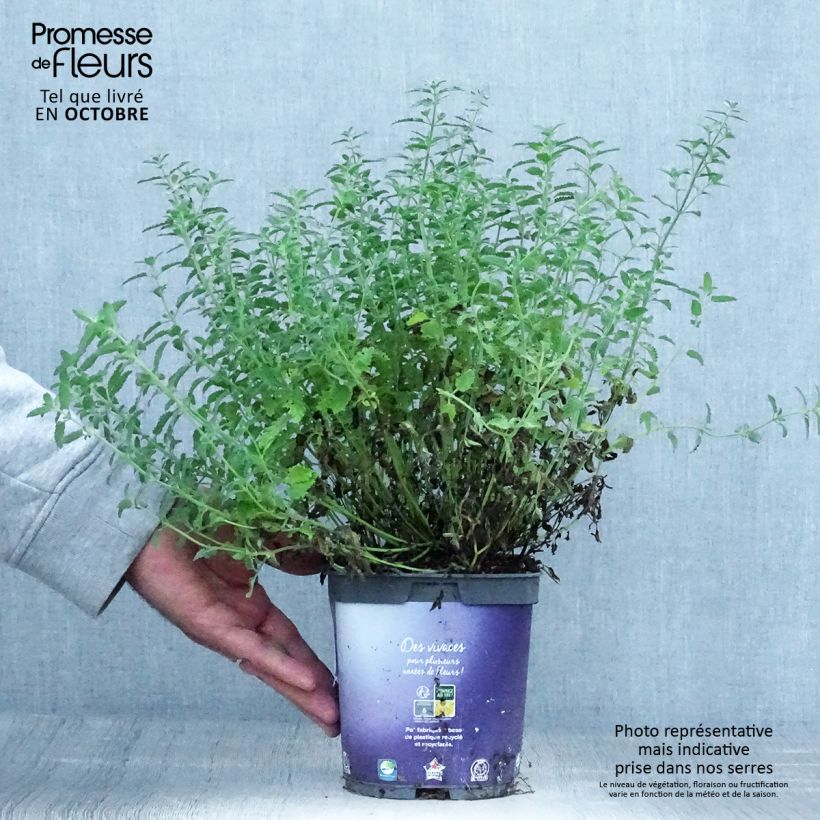 Amostra de Nepeta mussini - Erva-dos-gatos Vaso de 2 L/3 L tal como entregue no outono