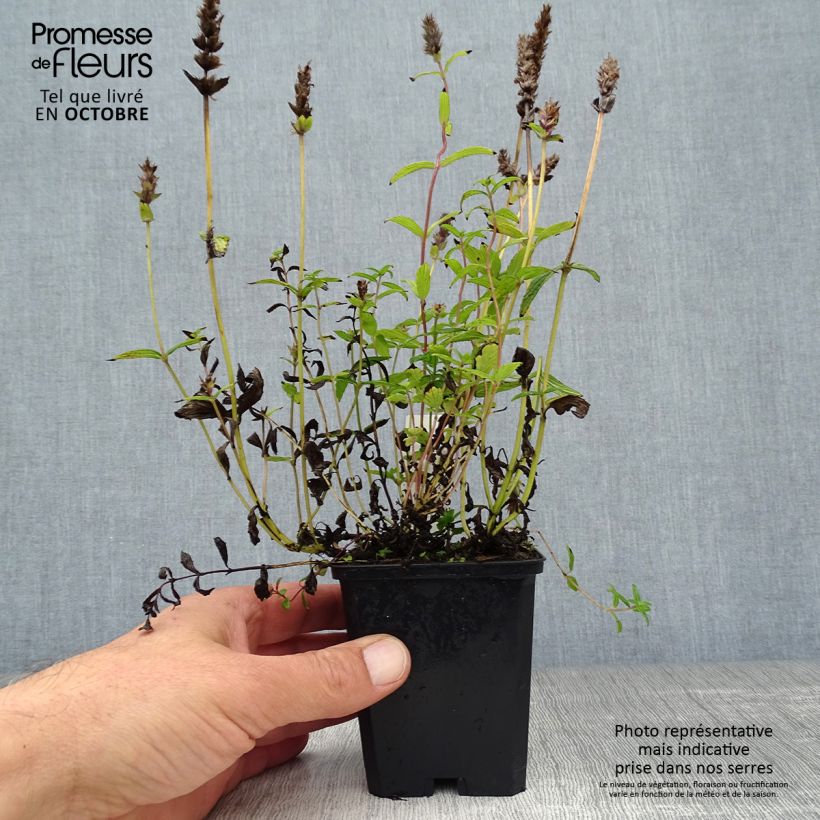 Amostra de Nepeta nervosa Vaso de 8/9 cm tal como entregue no outono