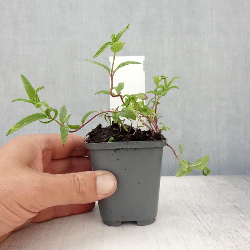 Amostra de Nepeta nervosa Vaso de 8/9 cm tal como entregue no verão