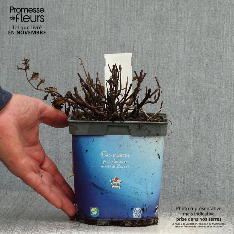 Amostra de Nepeta nervosa Vaso de 2 L/3 L tal como entregue no outono