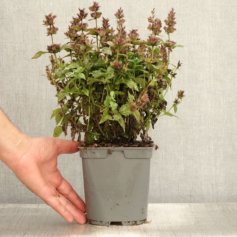Amostra de Nepeta nervosa Vaso de 2 L/3 L tal como entregue no verão