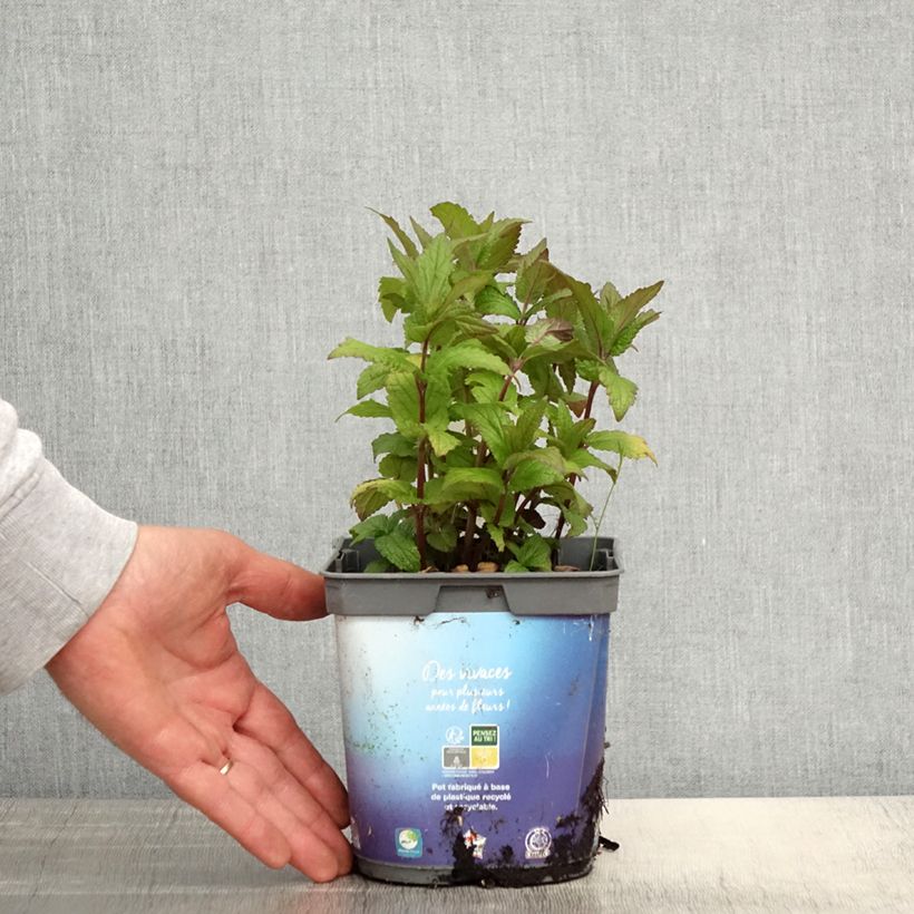 Amostra de Nepeta nervosa Vaso de 2 L/3 L tal como entregue na primavera