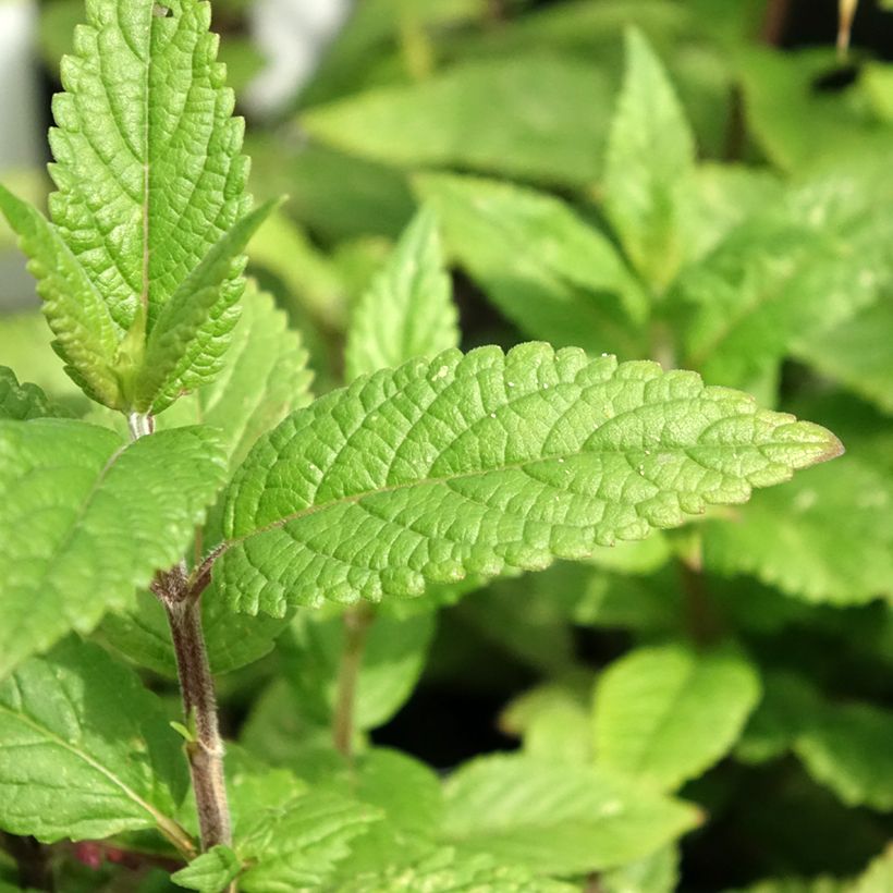Nepeta nervosa Neptune (Folhagem)