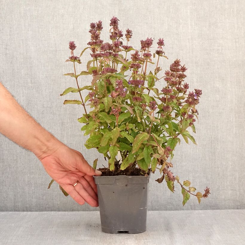 Amostra de Nepeta nervosa Neptune Vaso de 1,5 L/2 L tal como entregue no verão