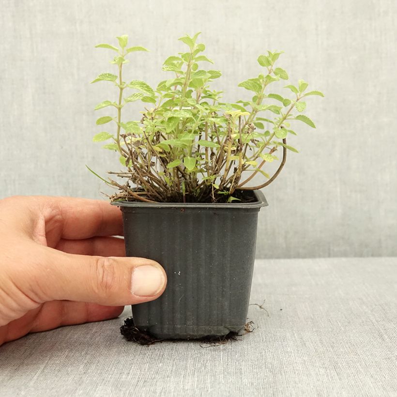 Amostra de Nepeta faassenii Nova Blue Vaso de 8/9 cm tal como entregue no verão