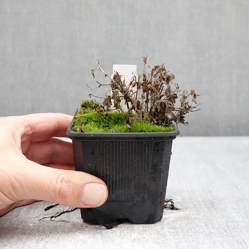 Amostra de Nepeta faassenii Nova Blue Vaso de 8/9 cm tal como entregue no inverno