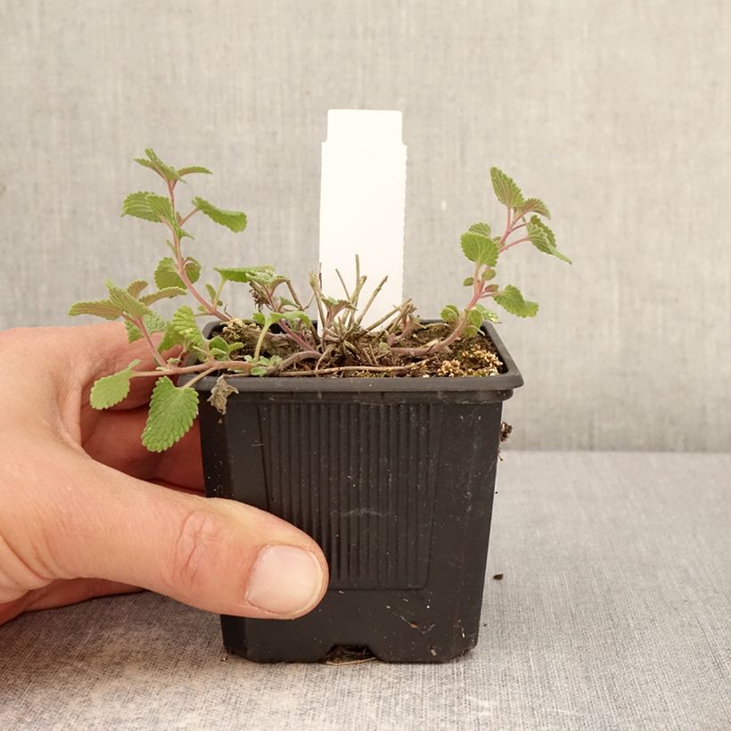 Amostra de Nepeta faassenii Nova Blue Vaso de 8/9 cm tal como entregue na primavera