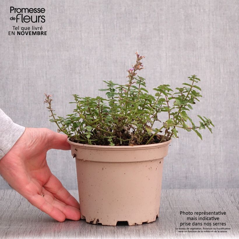 Amostra de Nepeta faassenii Purrsian Blue Vaso de 2 L/3 L tal como entregue no outono