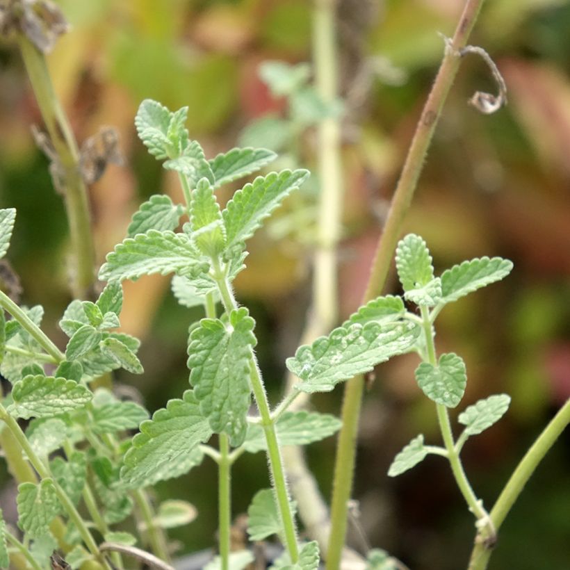 Nepeta racemosa Amelia (Folhagem)