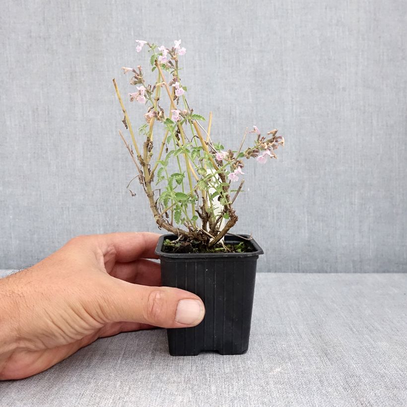 Amostra de Nepeta racemosa Amelia Vaso de 8/9 cm tal como entregue no verão