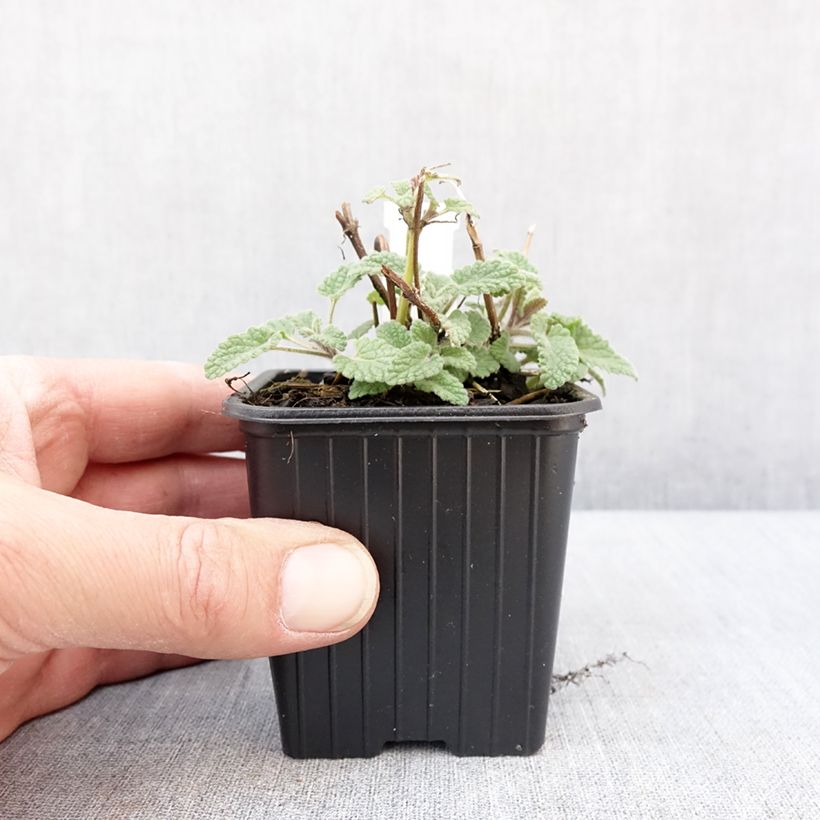 Amostra de Nepeta racemosa Amelia Vaso de 8/9 cm tal como entregue no inverno