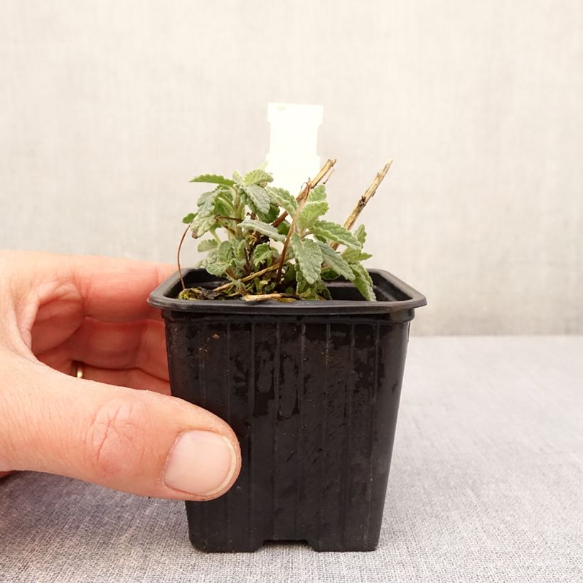 Amostra de Nepeta racemosa Amelia Vaso de 8/9 cm tal como entregue na primavera