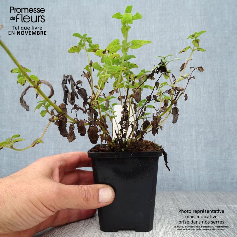 Amostra de Nepeta racemosa Grog Vaso de 8/9 cm tal como entregue no outono