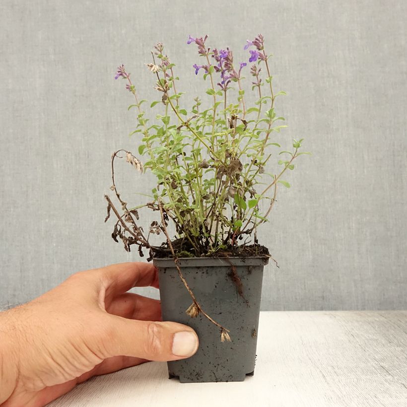 Amostra de Nepeta racemosa Grog Vaso de 8/9 cm tal como entregue no verão