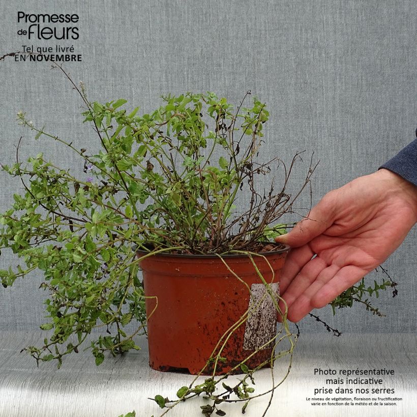 Amostra de Nepeta racemosa Grog Vaso de 2 L/3 L tal como entregue no outono
