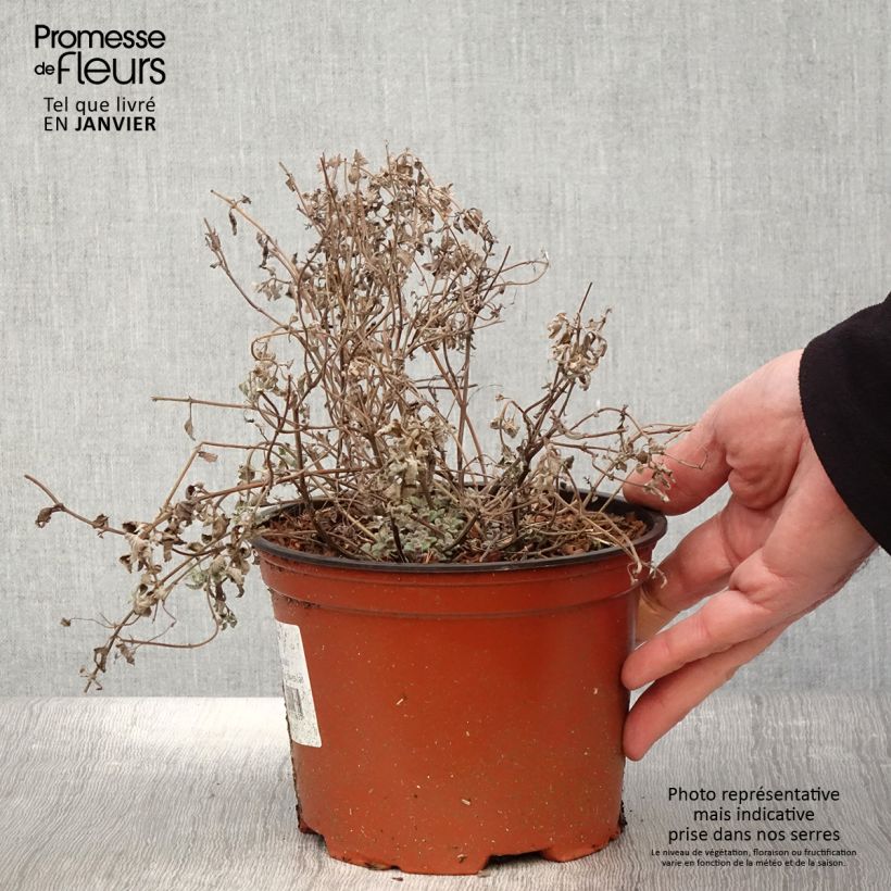 Amostra de Népéta racemosa Grog - Chataire Vaso de 2 L/3 L tal como entregue no inverno