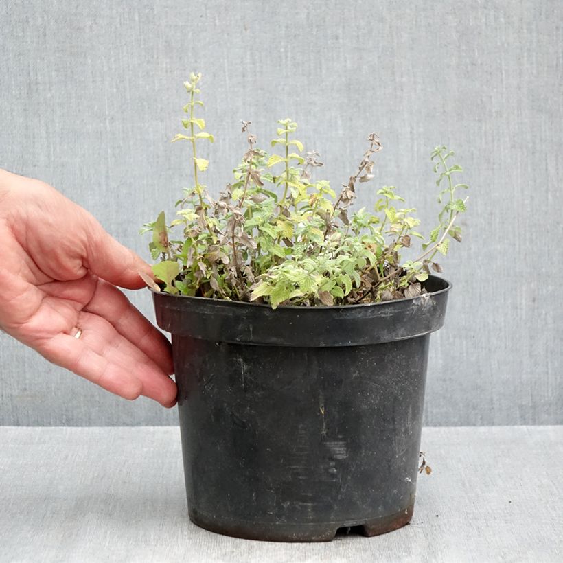 Amostra de Nepeta racemosa Snowflake Vaso de 2 L/3 L tal como entregue no outono