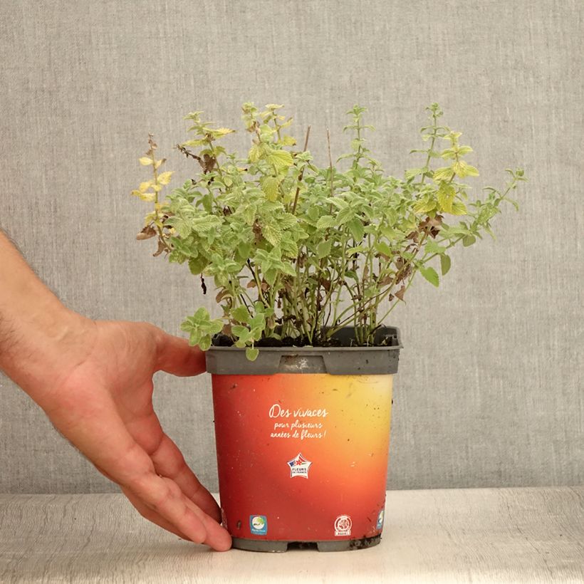 Amostra de Nepeta racemosa Snowflake Vaso de 2 L/3 L tal como entregue no verão