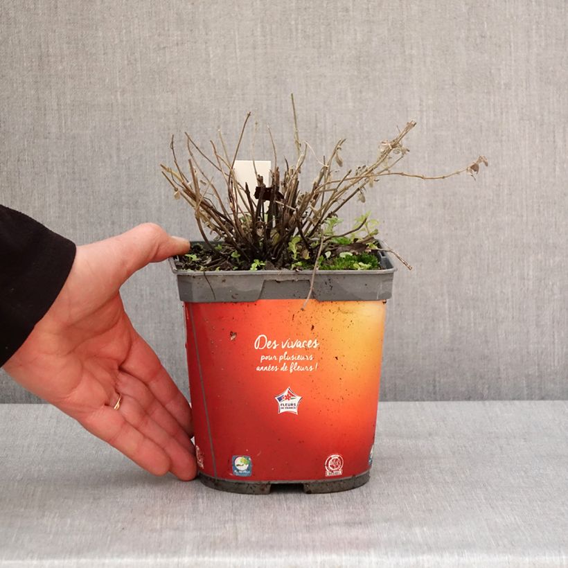 Amostra de Nepeta racemosa Snowflake Vaso de 2 L/3 L tal como entregue no inverno