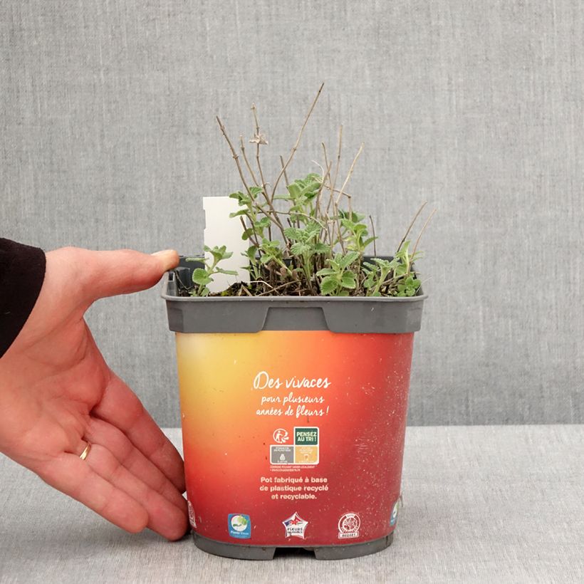 Amostra de Nepeta racemosa Snowflake Vaso de 2 L/3 L tal como entregue na primavera