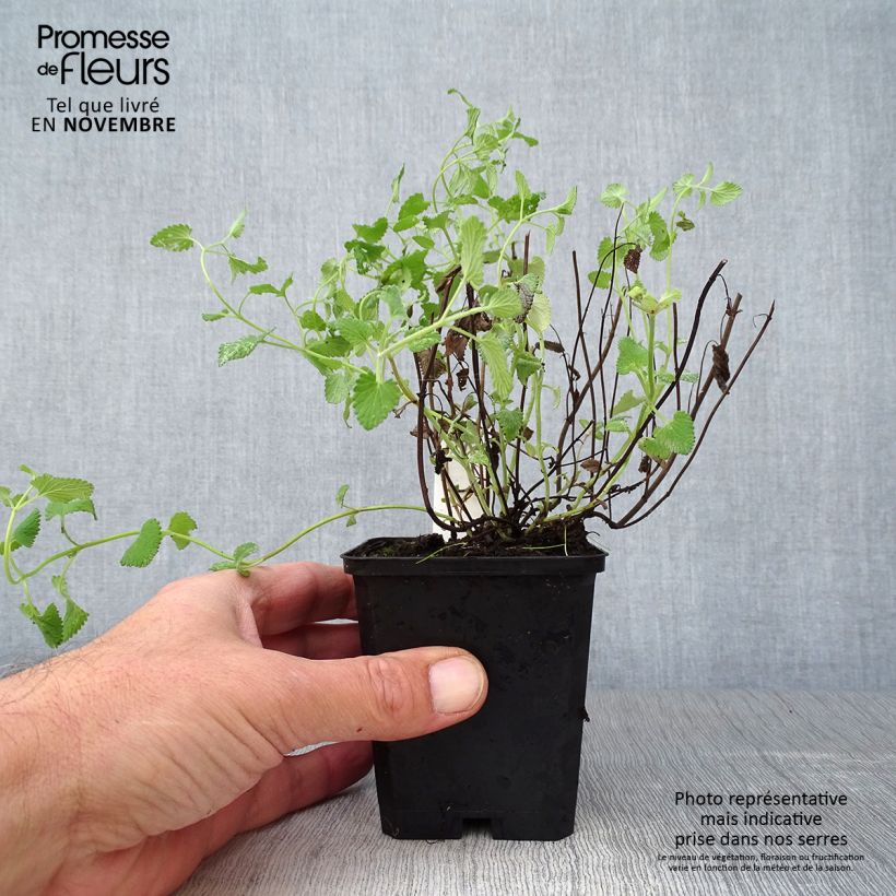 Amostra de Nepeta racemosa Superba Vaso de 8/9 cm tal como entregue no outono