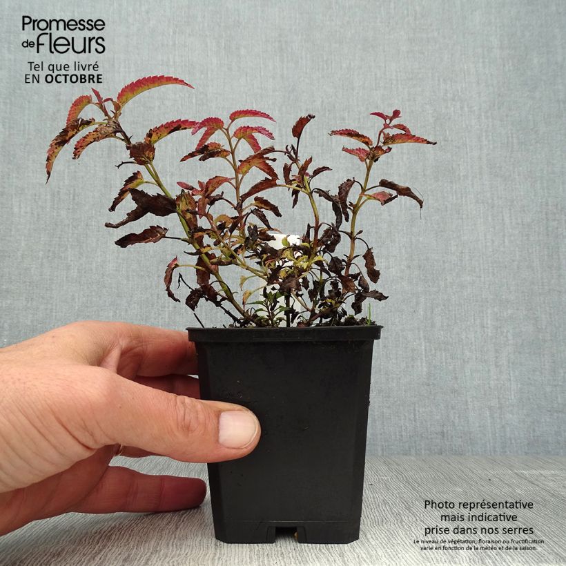 Amostra de Nepeta sibirica Souvenir d'Andre Chaudron Vaso de 8/9 cm tal como entregue no outono