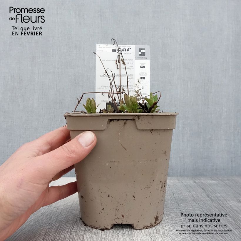 Amostra de Nepeta subsessilis Blue Panther - Chataire subsessile Pot de 2L/3L tal como entregue no inverno