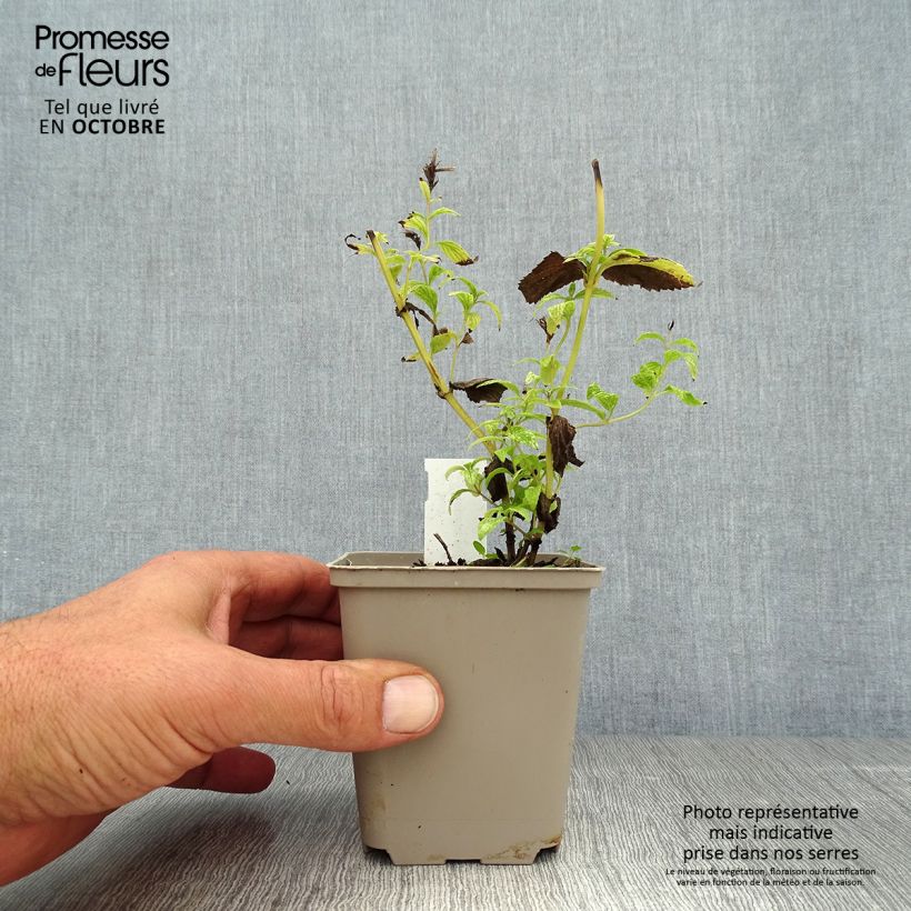 Amostra de Nepeta subsessilis Vaso de 8/9 cm tal como entregue no outono