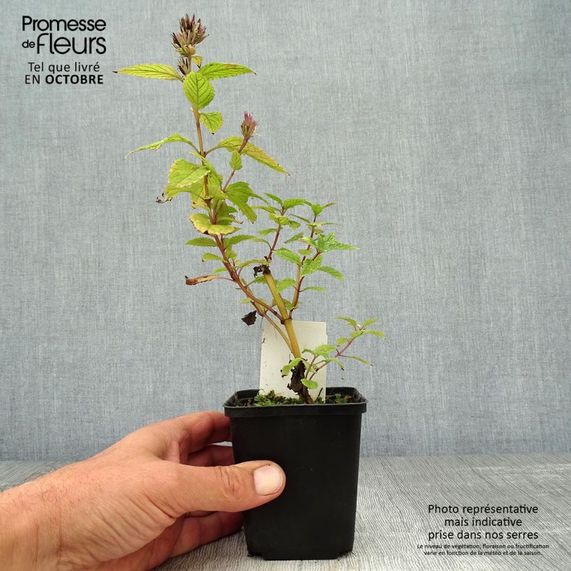 Amostra de Nepeta subsessilis Sweet Dreams Vaso de 8/9 cm tal como entregue no outono