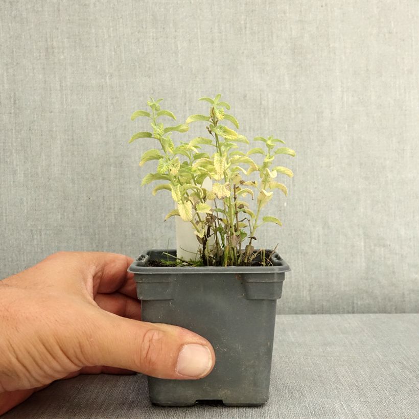 Amostra de Nepeta faassenii Alba Vaso de 8/9 cm tal como entregue no verão