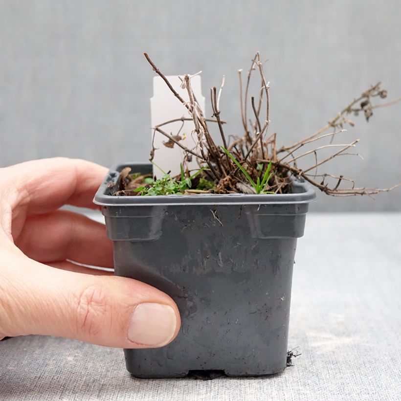Amostra de Nepeta faassenii Alba Vaso de 8/9 cm tal como entregue no inverno