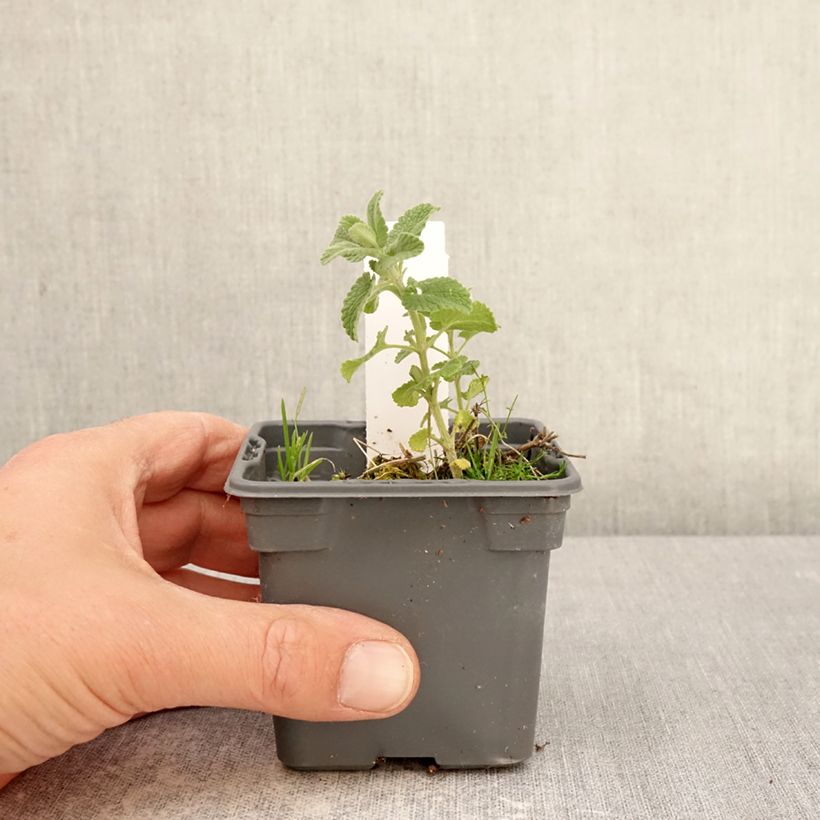 Amostra de Nepeta faassenii Alba Vaso de 8/9 cm tal como entregue na primavera