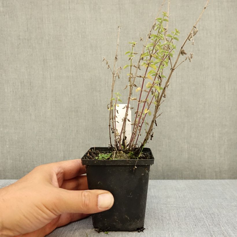Amostra de Nepeta faassenii Dropmore Vaso de 8/9 cm tal como entregue no verão