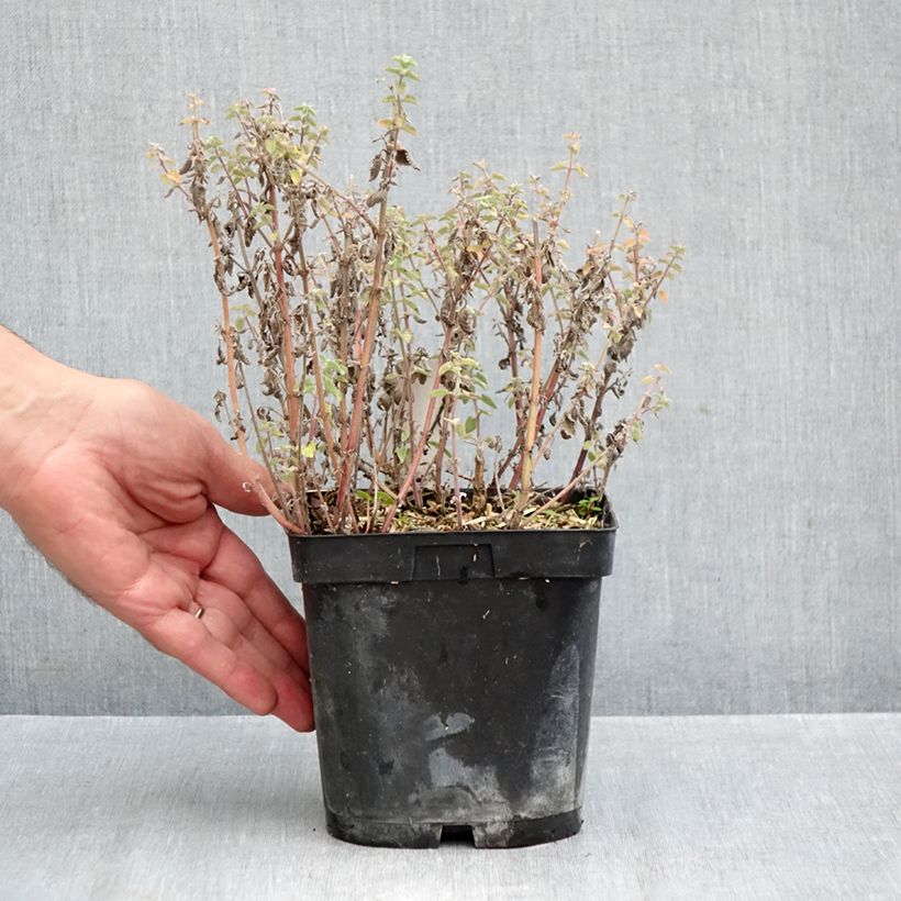 Amostra de Nepeta faassenii Dropmore Vaso de 2 L/3 L tal como entregue no outono