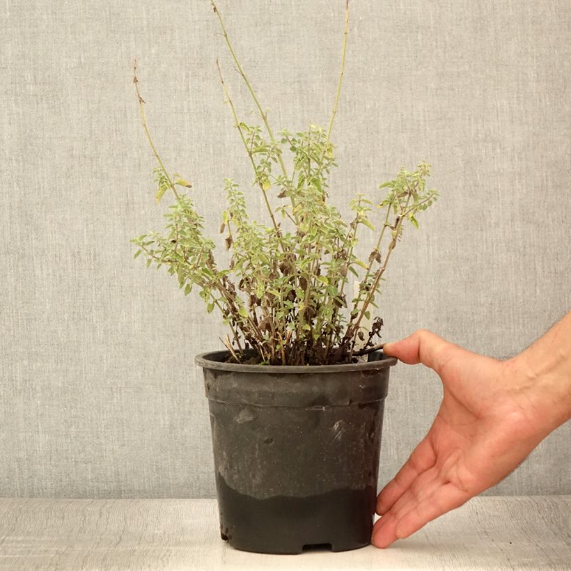 Amostra de Nepeta faassenii Dropmore Vaso de 2 L/3 L tal como entregue no verão
